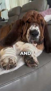 The 3 most Vocal Dog Breeds #beagle #bassethound #husky