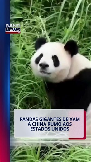 Dois pandas gigantes deixaram a China neste domingo (27) com destino aos Estados Unidos. Ping Ping e Fu Shuang nasceram em 2020 e embarcaram durante a madrugada, na província de Sichuan, e vão viver pelos próximos dez anos no Zoológico de Atlanta. A viagem foi anunciada pelo presidente chinês, Xi Jinping, na última quinta-feira (24). A China envia pandas para outros países desde a década de 1950, em uma prática que ficou conhecida como “diplomacia dos pandas”. #bandnewstv #noticias
