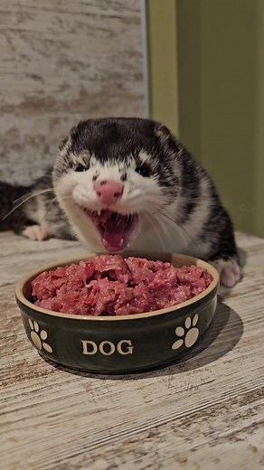 American minks on TikTok