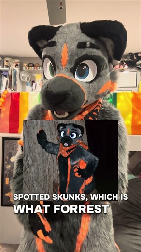 Skunk fact Sunday! What’s the diff between species of skunks? #skunk #skunkfurry #fursuit #furry