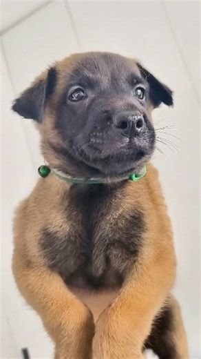 Incredible Belgian Malinois Training & Cute Moments! 🐕 #malinois #dogtraining #k9 #smartdogs