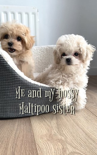 30K views · 1K reactions | Me and my bossy Maltipoo sister #maltipoopuppies #maltipoolife #maltipoolove #maltipoo | MLA Pets - My Little Angels | Facebook