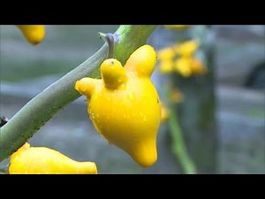 キツネの顔のように…観賞用で人気！ユニークな植物「フォックスフェイス」初出荷【岡山・高梁市】 (22/09/27 18:00)