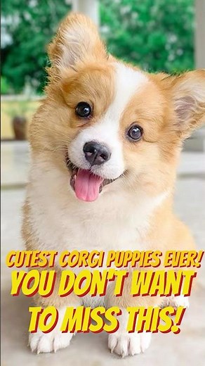 Cutest Corgi Puppies Ever! 🐶🧡