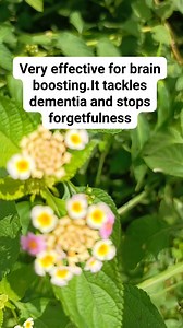 This is called Lantana Camara. The plant that solves problems in the brain. Stay healthy🙏🏻 #fypreelsシ゚viralシ #reelsviral #reelschallenge #HerbalHealth #fblifestyle | healthy Home