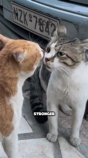 This Is the Real Reason Cats Bury Their Poop