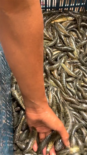 @highlight Vmunna Comedian Sahil Khan Sahil Nogaiya Sabir Khan Sadam Khan😞😞 | Sahil Khan