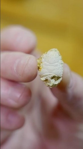 Museumverhalen - Een heel bijzondere eerste werkweek voor paleontoloog John Jagt