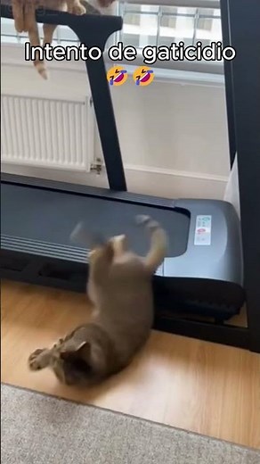 Para mí que eso fue venganza 😂#viralcats #gato #catsofinstagram #gatitos
