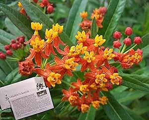 Onalee's Seeds Scarlet/Red Butterfly Milkweed Seeds Monarch Host Plant (Asclepias curassavica) (24+ Seeds) from USA