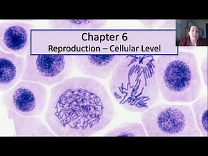 Cellular Reproduction Mitosis