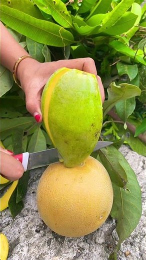 Belah Mangga #mangga