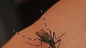 Mosquito tigre en España: en qué comunidades está presente y qué hacer ante una picadura