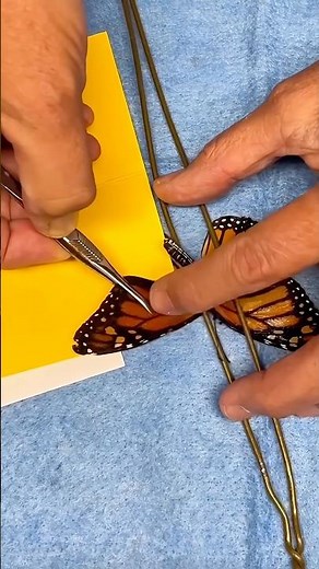Broken Butterfly Wing Repair #goodtoknow #surgeonlife #vet #medicine #funfacts #survival #surgery