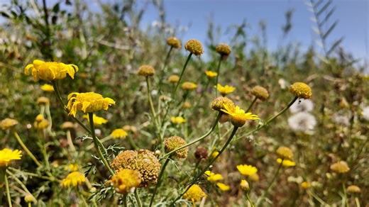 Flowers, Daisy, Beautiful Wallpaper. Free Stock Video