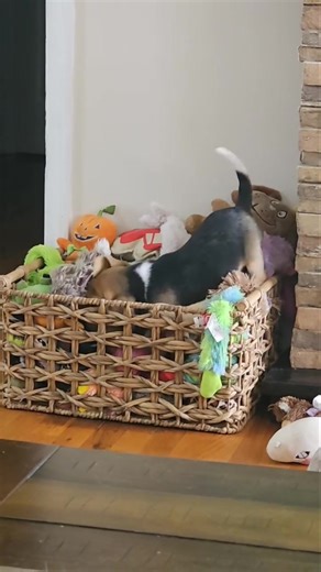 Elsa's Adorable Beagle Toy Discovery