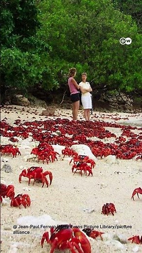 ऑस्ट्रेलिया: गर्मी आते ही निकल आए लाखों केकड़े [Millions of Red Crabs Migrate on Christmas Island]