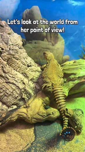 2.1K views · 46 reactions | What does the world look like when you're a uromastyx?  Let's find out! Let's explore the Red Niger Uromastyx's tank from HER level. Definitely looks like a fun place to hang out with all those decorations and branches! #wow #unique #POV #animals #explore | The Tye-Dyed Iguana | Facebook