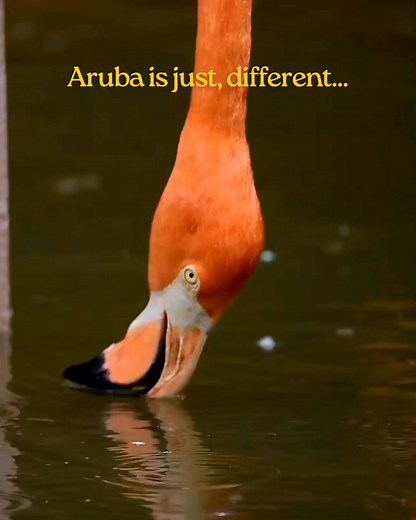 ✨ Welcome to Aruba, a place where turquoise waters kiss soft white sands, colorful streets are full of life, and every smile feels like home. From breathtaking sunrises 🌅 to magical sunsets 🌇, from adventure in nature 🏝️ to the warmth of our culture ❤️ Aruba isn’t just a destination, it’s a feeling you’ll never forget. Ready to make Aruba your forever home? 🏡 Let Prima Casa guide you every step of the way! | Prima Casa Real Estate Aruba