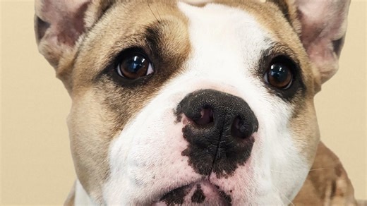 Looking to add a pet to your family? Many are available at shelters