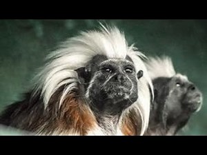 【LIVE】: EarthCam Live - | Tamarin Monkey Cam, | Utica, New York | USA | World Live Streams,