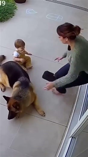 Security Cam Footage: German Shepherd Saves Baby From Swallowing Pill During Afternoon Playtime |