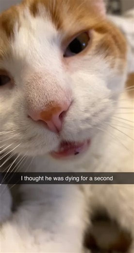 Adorable Cat Sneezing Compilation