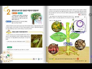 광합성 산물의 이동