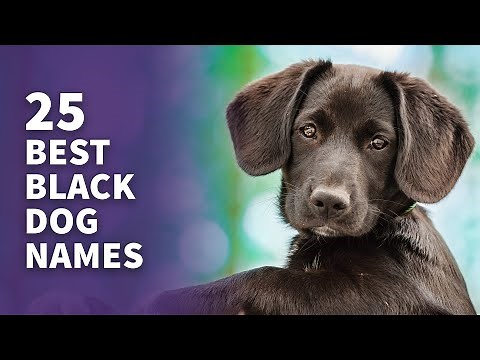 25 BEST Black Dog Names (Male & Female Naming Ideas)