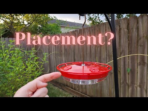 Fall Hummingbirds - Feeder Placement | #hummingbird migration south of Houston
