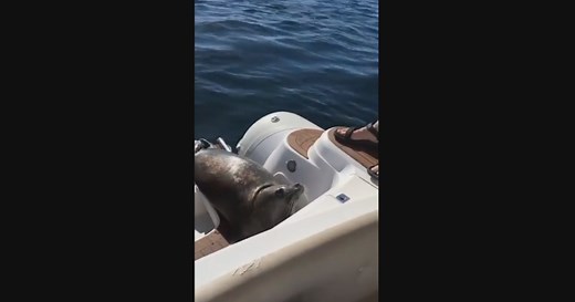 Amazing video: Seal jumps onto boat to escape orcas