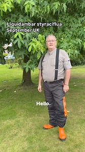 Liquidambar styraciflua #plants #gardening #garden #plantsplantsplants #gardens #plant #plantsmakepeoplehappy #gardenhacks #gardenhack #tree #trees #autumn #autumncolors | Dave The Plantman