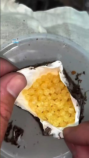 Raising spiders to observe their growth and development