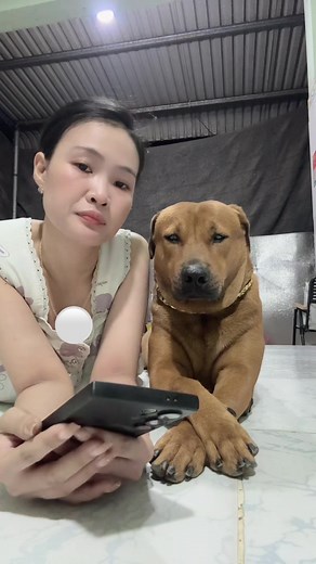 Chú chó nhặt ve chai kiếm 380 triệu và quỹ cứu trợ động vật