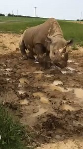 199 reactions · 10 comments | Guess who doesn’t mind rainy days?! 憐  ️ 朗 Just means better mud wallows.   Plus - half of our attractions are located undercover so perfect if you’d rather not get out the ‘umbrella-ella-ella- eh-eh-eh’ ☂️  #rainydayfun #allweather #whatevertheweather #familyfun #mud #mudgloriousmud #mudwallow #rhinos #happyanimals | Folly Farm Adventure Park & Zoo | Facebook