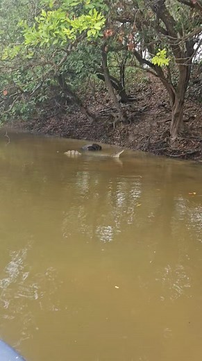 Por que creen que iso eso el lagarto. | Pesca y algo