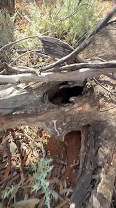 Eastern Shingleback Skink (Tiliqua rugosa aspera) release. Gol Gol, NSW, Australia. | Mick Fullerton Wildlife