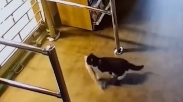 Supermarket catches cat thief who wouldn't stop nicking the most expensive item they have