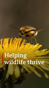 8.5K views · 74 reactions | "While we're trapped in our gardens, these are a few things we can do to ensure that we see as much wildlife around us as possible." 曆 #springwatch | BBC Norfolk | Facebook