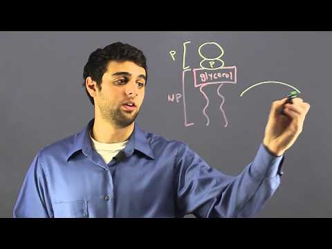 How Phospholipid Molecules Are Oriented in the Plasma Membrane of a... : The Marvels of Cells & DNA
