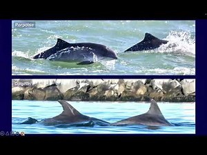 Secret Life of Harbor Porpoises, New Insights into Mating Behavior & Implications for Conservation