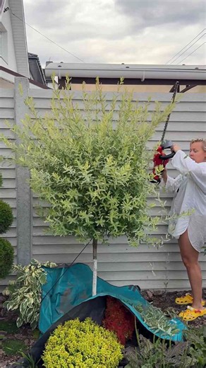 Creative Shaping of a Willow Tree into a Square Topiary