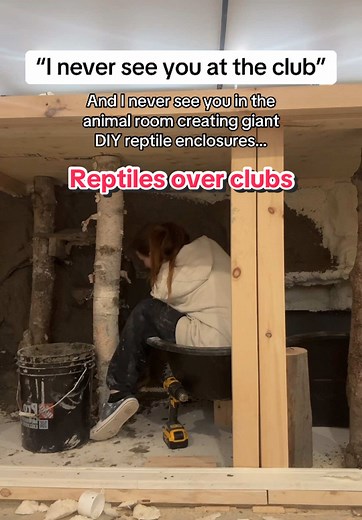 Best Reptile Pets: Choosing Your Exotic Animal