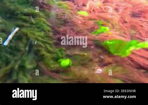 Macroalgal macrophytes in the Black Sea: green algae (Ulva intestinalis, syn. Enteromorpha intestinalis) and red algae (Rhodophyta) undulate in a fast-flowing water current over coastal rocks near the Stock Video Footage - Alamy