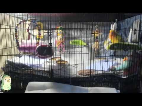 Lubbirb Live Nanny Cam