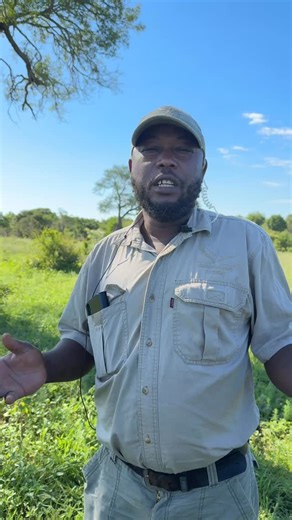 Lucan shared his favourite wildlife moment of 2025... So now let's here from his brother and legendary tracker, Danny! Danny's favourite moment was finding the Avoca lions and watching them kill a giraffe right next to our vehicle 🦁 He says it was simply a case of right time, right place - but we're pretty sure that his and Lucan's combined expertise of four decades here in Thornybush might have something to do with it 😉 Share your favourite wildlife memory at Shimungwe with us in the comments