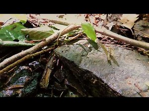 Wundersame Tiere im Wienerwaldbach