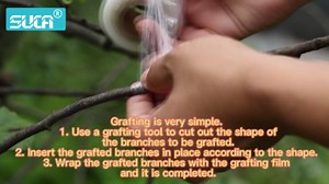 SUCA Grafting Tool Kit, Garden Pruner Tools with Replacement Blades, Plant Branch Vine Fruit Tree Cutting Tool Kits Scissors, Perfect for Fruit Trees Grafting (tool 1)