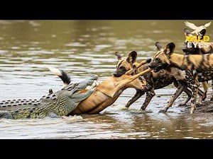 African Wild Dogs – The Struggle for Survival on the Harsh Savanna | Animal Documentary