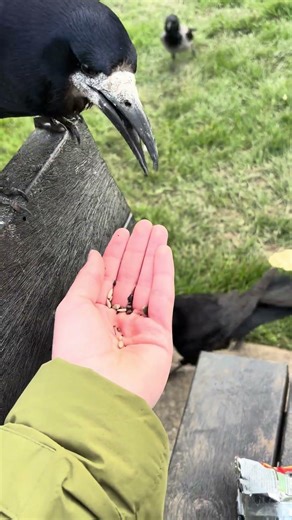 Feeding Rooks Diary 2: 20/03/26 #rooks #crowfunfriday #rook #crow #crows #birdwatching #feedingbirds